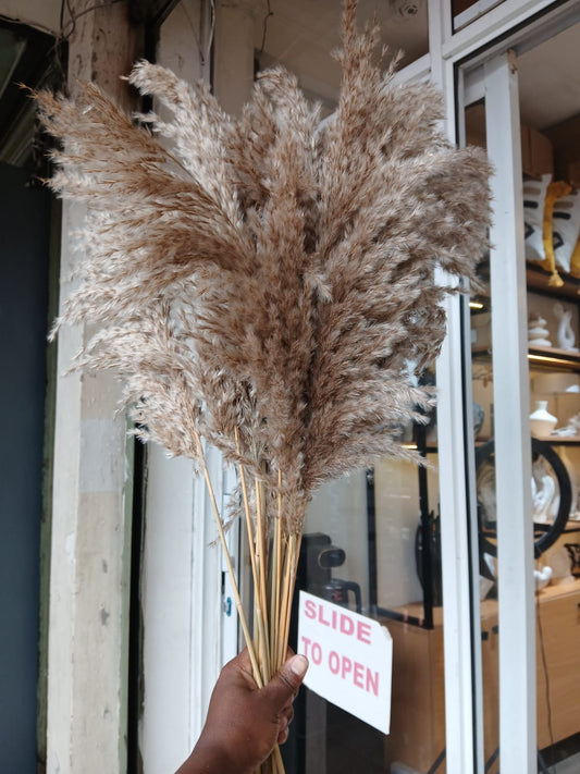 Dried wild mini reed pampas